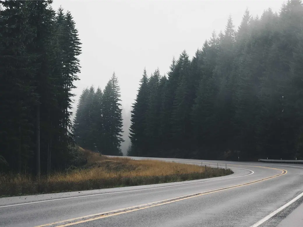 A road curving into a misty pine forest